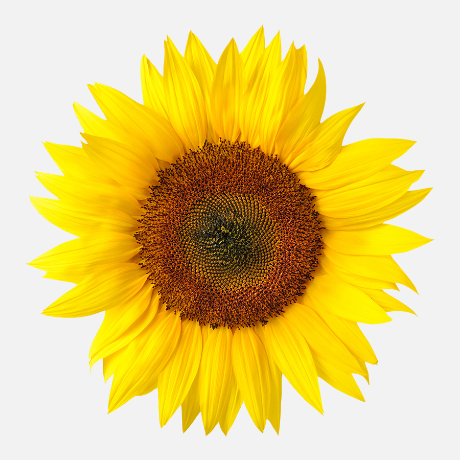 Sonnenblume Auto Dekor, Jeep Sonnenblume, Rückspiegel Sonnenblume