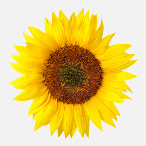 Autoaufkleber &quot;Sonnenblume&quot;